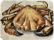 Lobster 1495 Watercolour and gouache Albrecht Durer